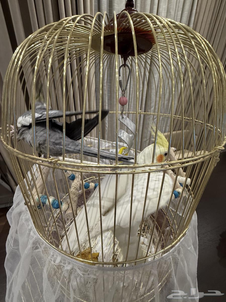 طيور كروان عدد 264466067193857110