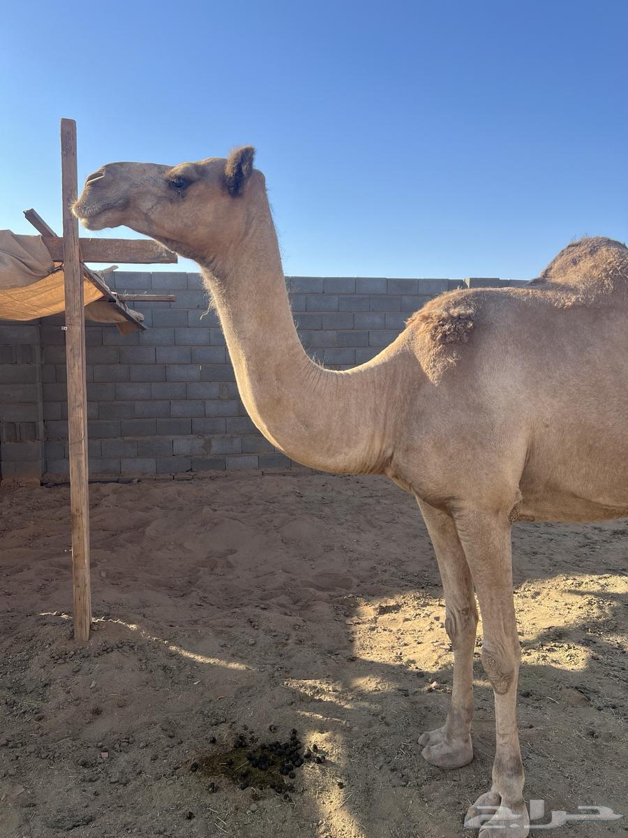 ناقه وبكره للبيع64468906714114112