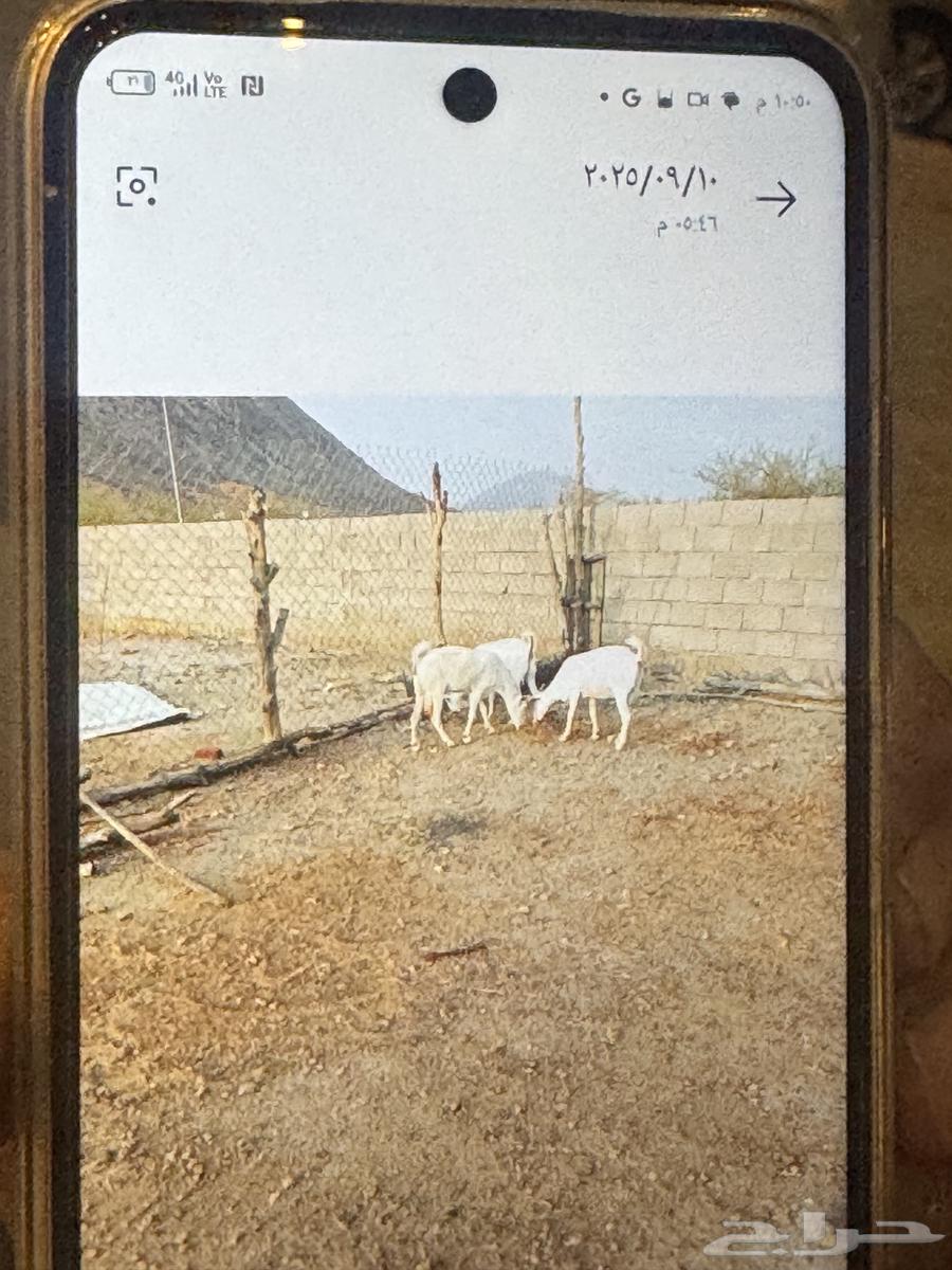 معزا بيشيات للبيع64471471382275113