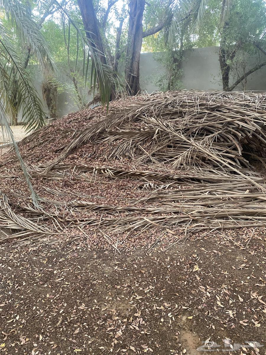 عسيب جريد نخل64466277630339110