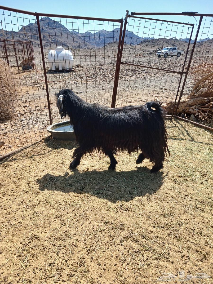 اللبيع تيس فحل64471006804353110