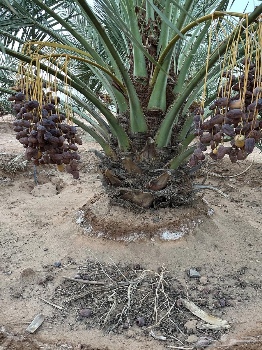 نخل نوايع للبيع64469236786945110