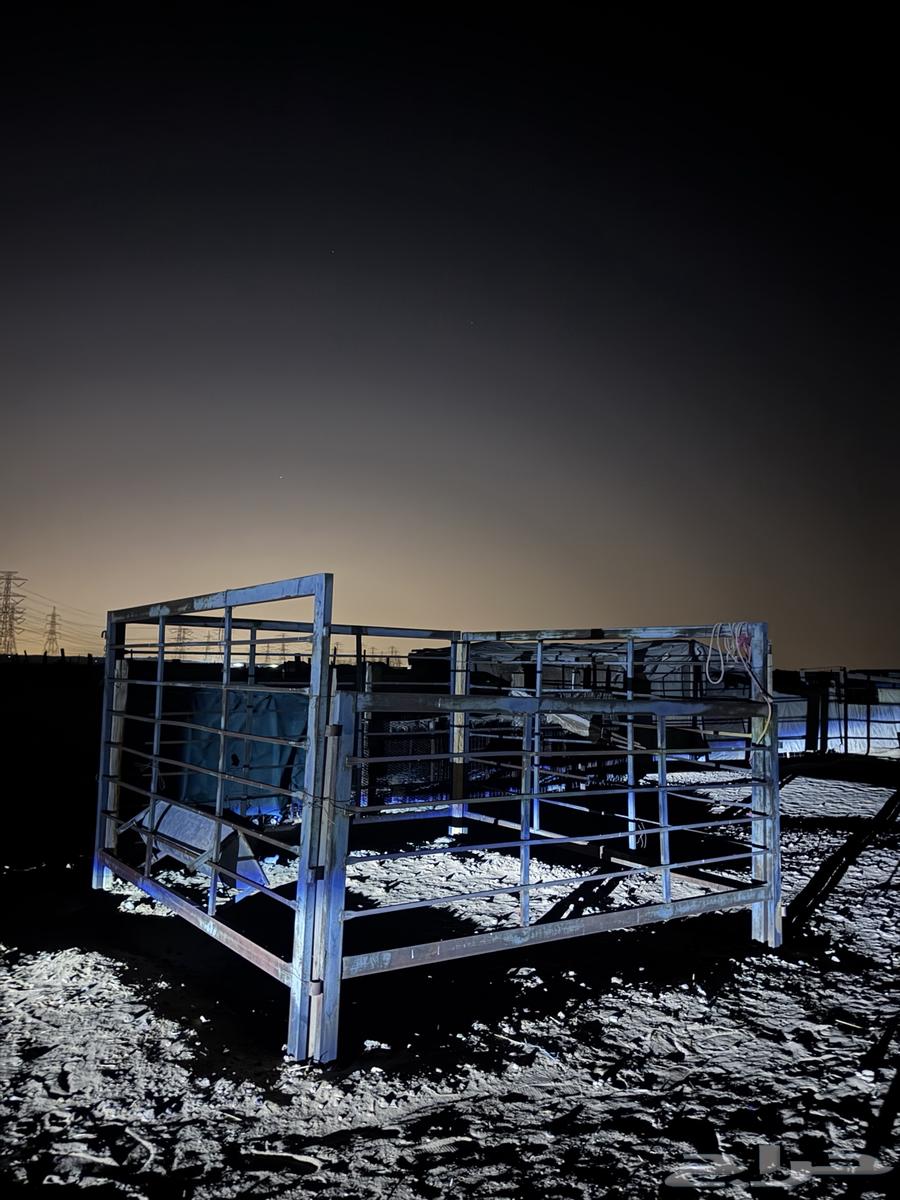 شبك سابقا كان حق حصان64467158098689111