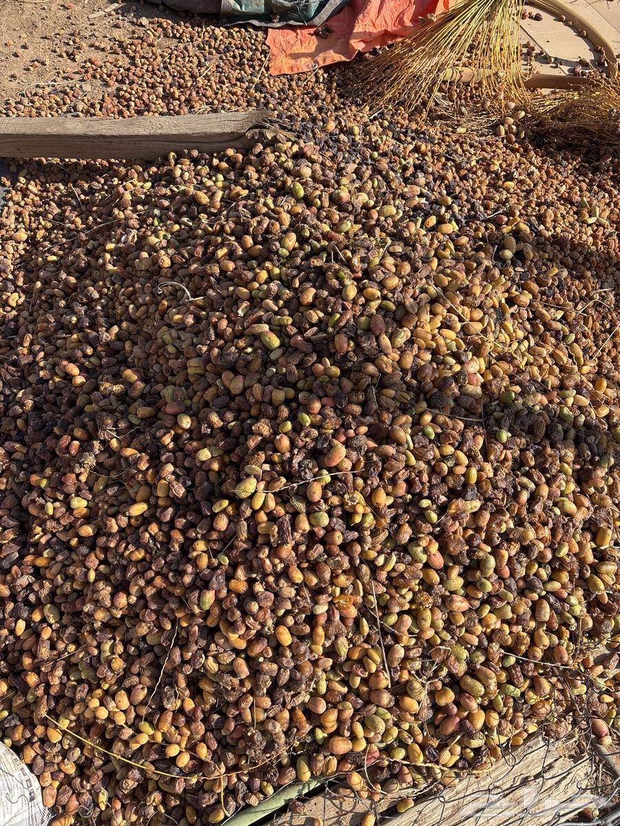 For sale new fodder dates64465871248385110