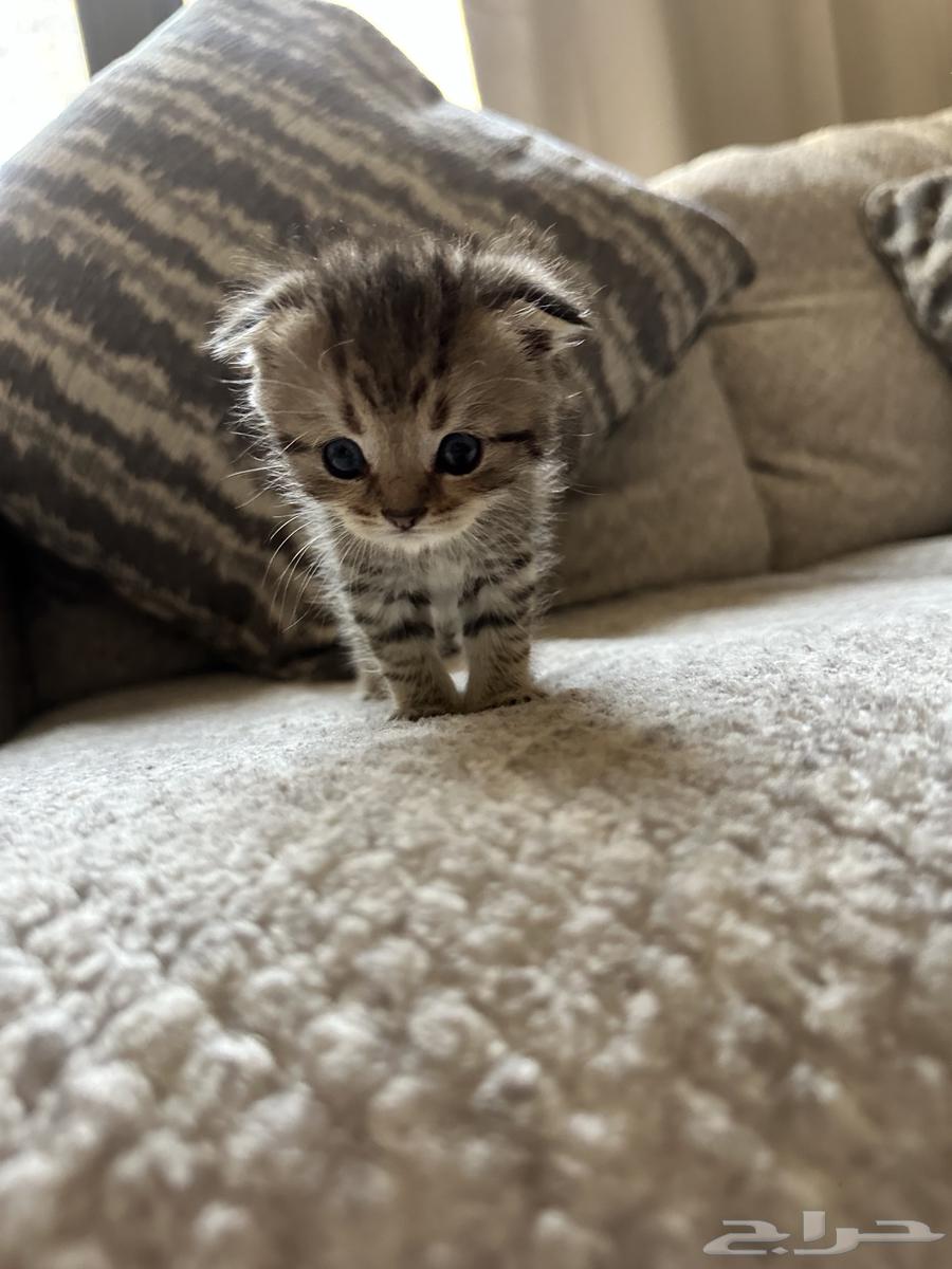 قطط سكوتش فولد للبيع64471075154818112