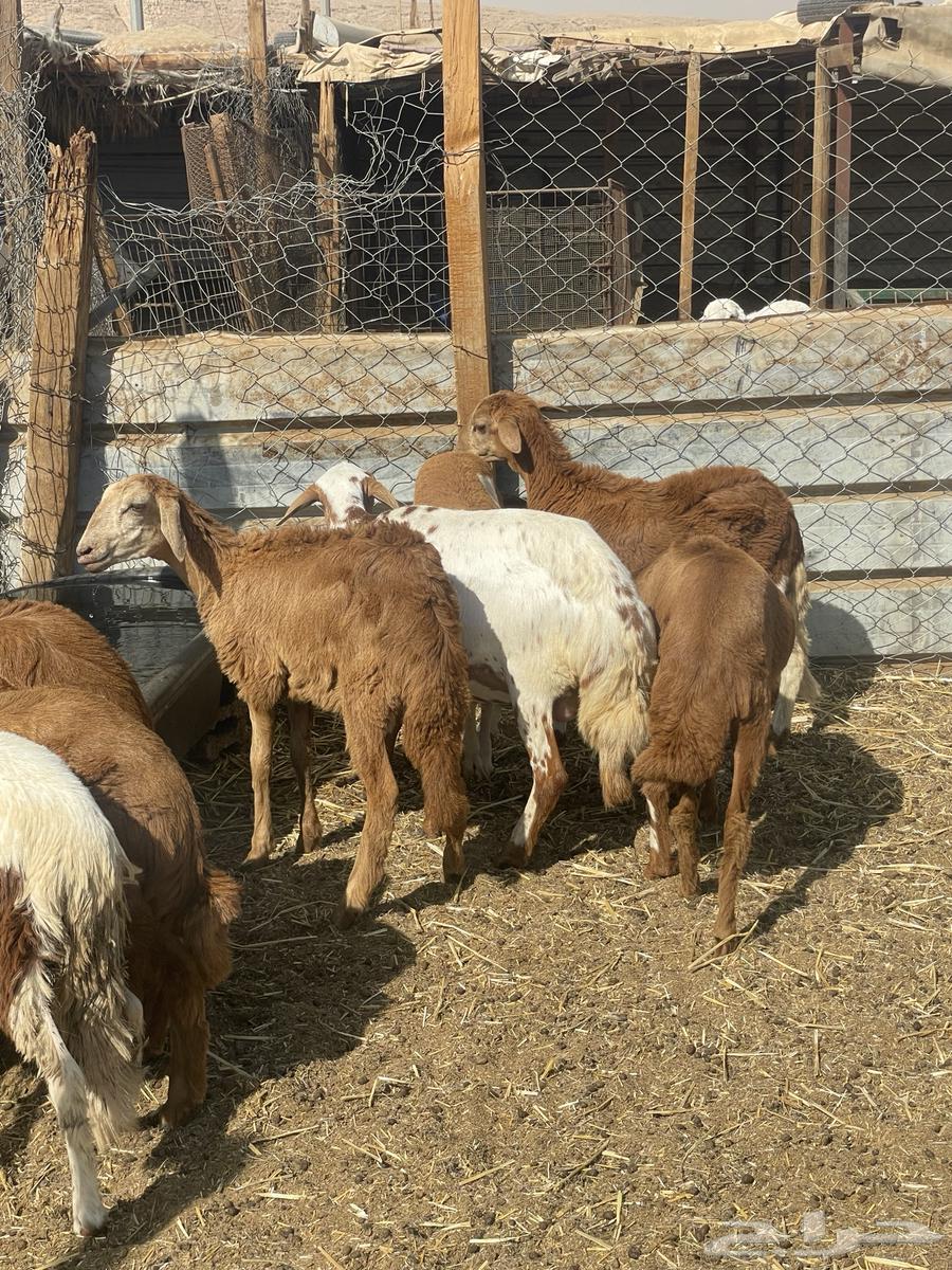 Sudanese Rakhals, Local Production64467299059330113