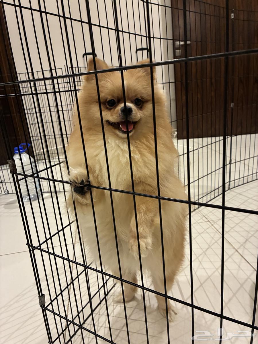 كلاب بومرينيان للبيع64468287801474111