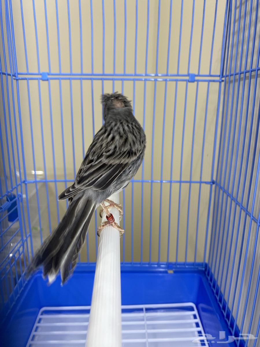 ذكر كناري سوري مغرد وجاهز ( تم البيع )64466362447107111