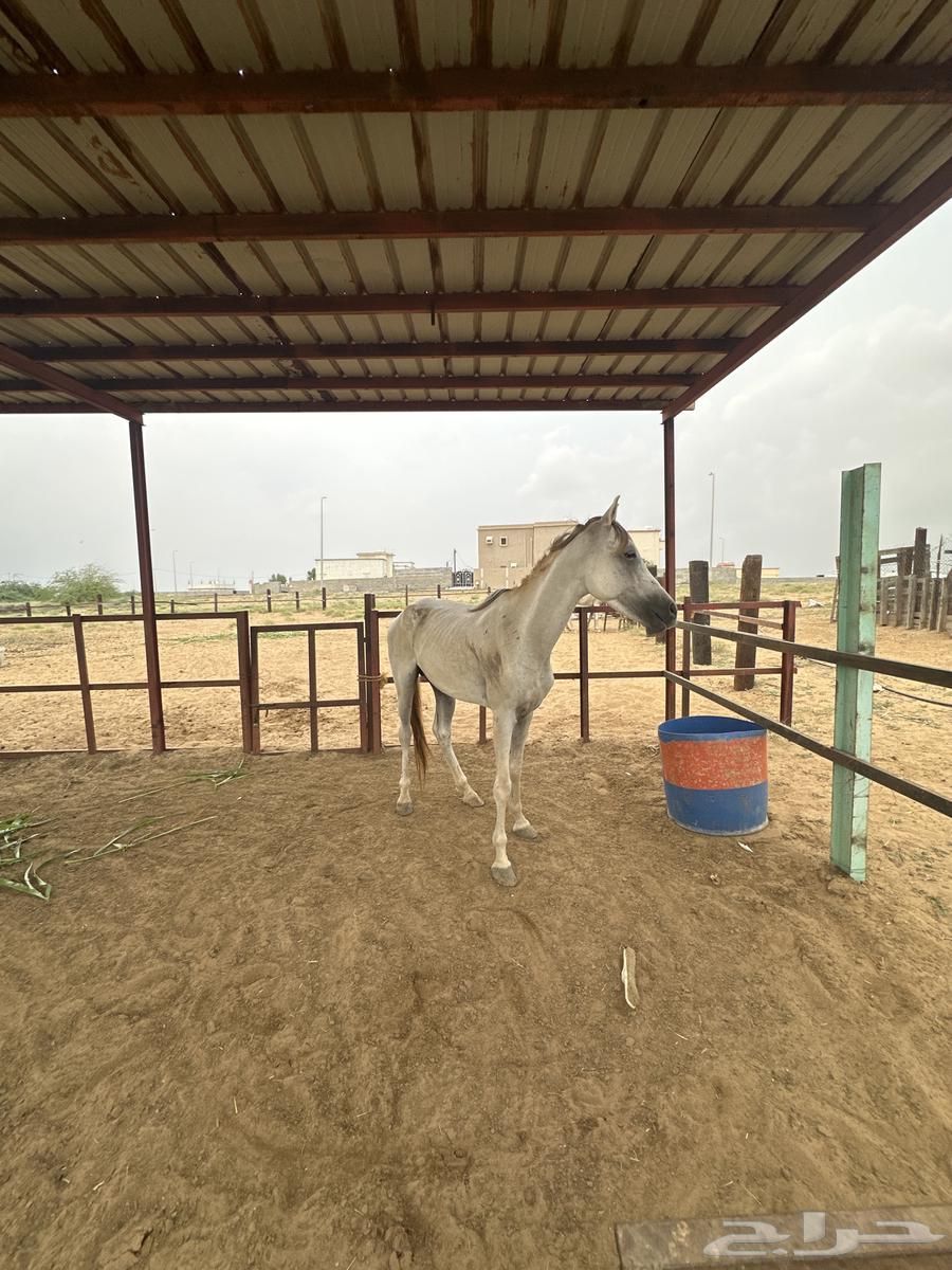 خيل شعبي64468245833985110