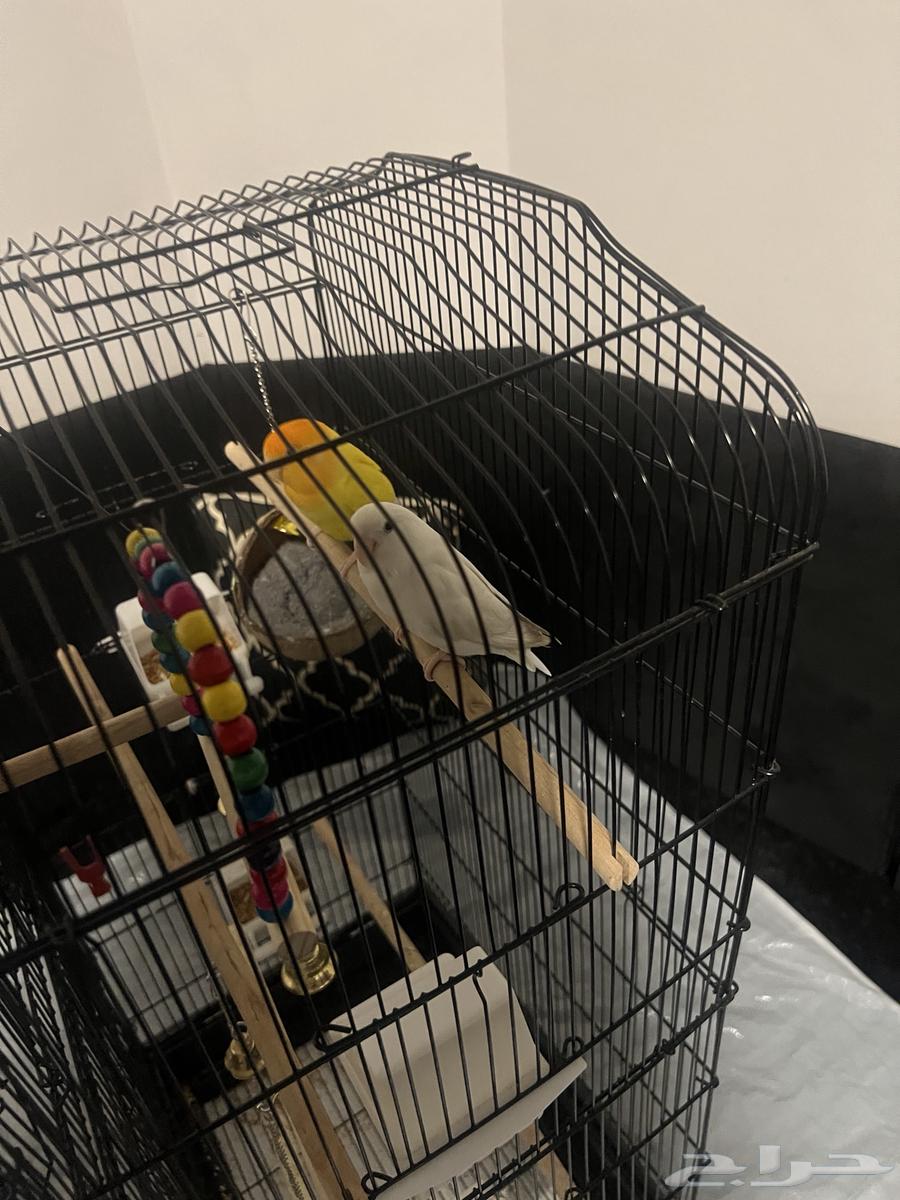 طيور روز للبيع مع القفص64469669457281112