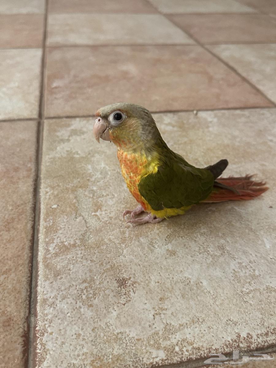 Pineapple's corner64469767289217112