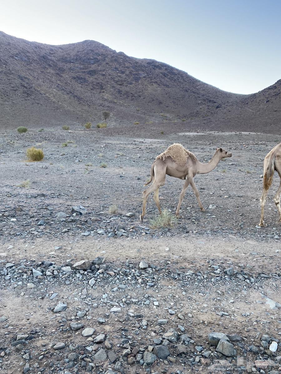 قعود للبيع حر64471198031490112