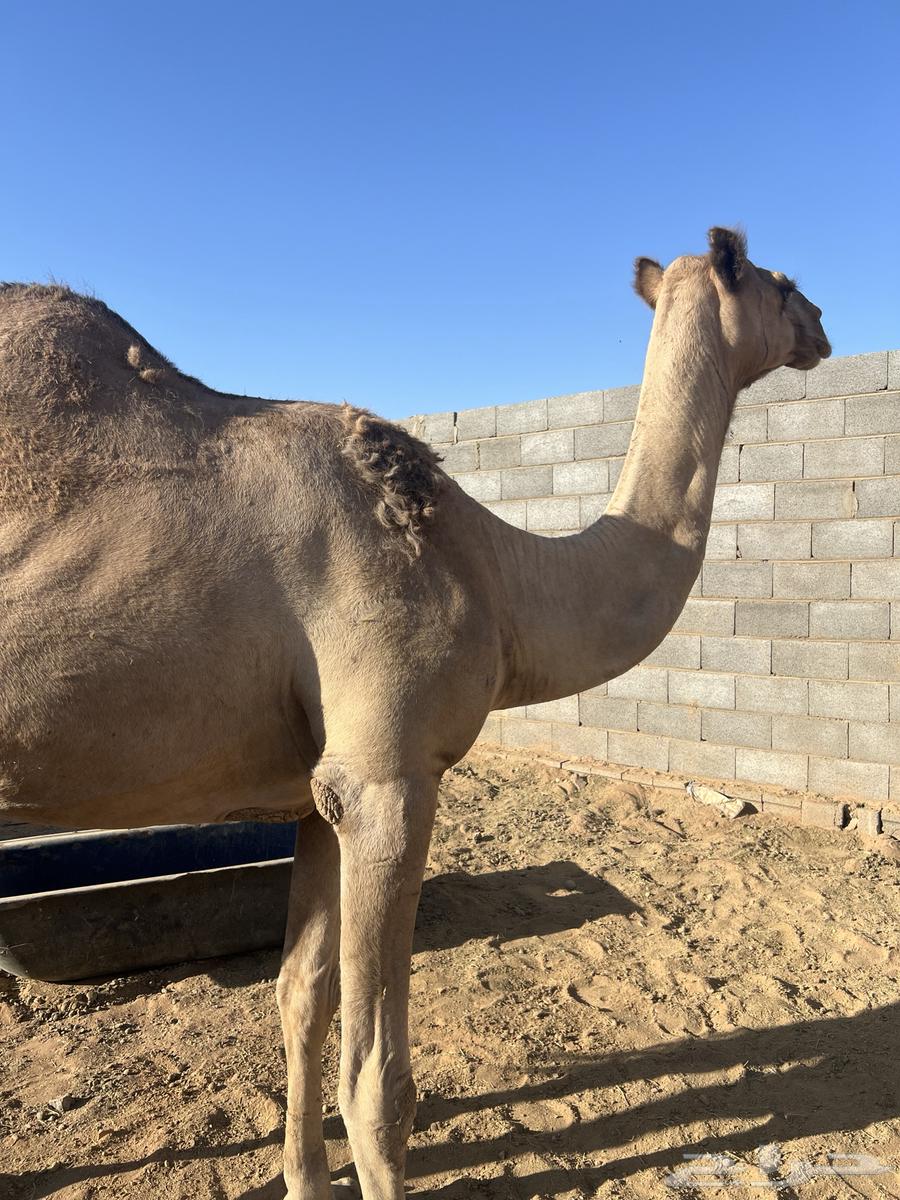 ناقه وبكره للبيع64468906714114110