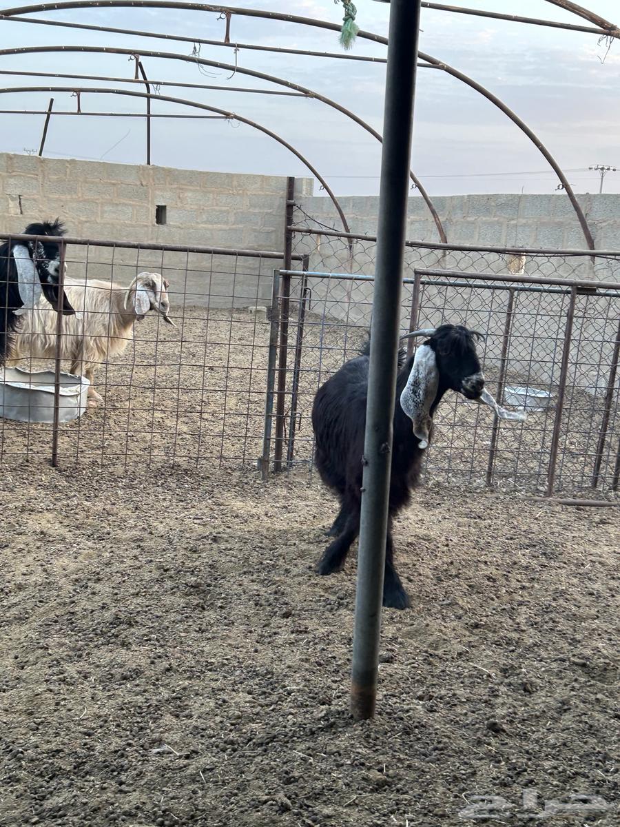 للبيع جفرات طيبه64469515932291113