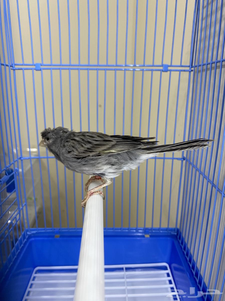 ذكر كناري سوري مغرد وجاهز ( تم البيع )64466362447107112