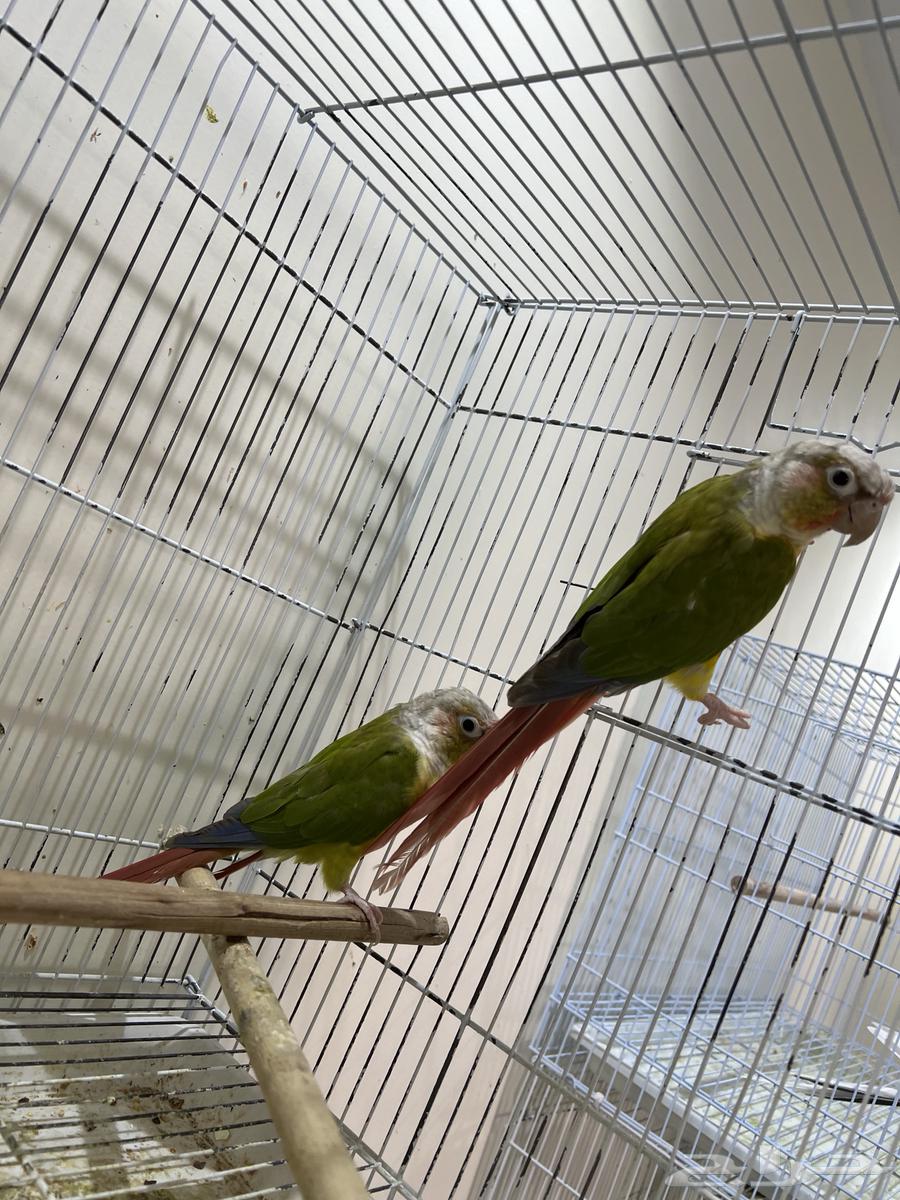 ازواج كنيور اناناس منتجه64466291517571110