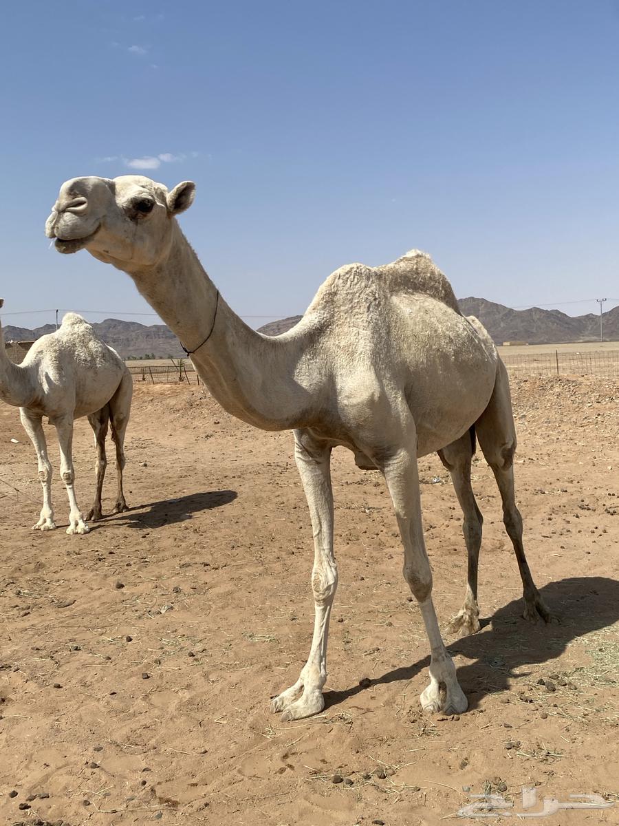 للبيع الضريبه أطيبه ساسها رمانيه منتج إنتاجها طيب64467830301827113