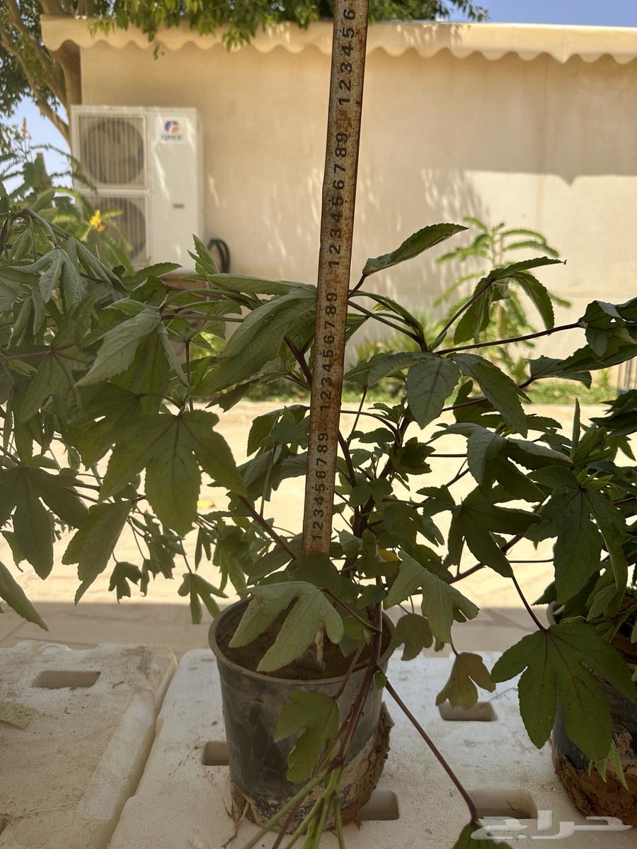 Hibiscus seedlings. (Red hibiscus) Seedling 3 riyals per seedling64466698022658114
