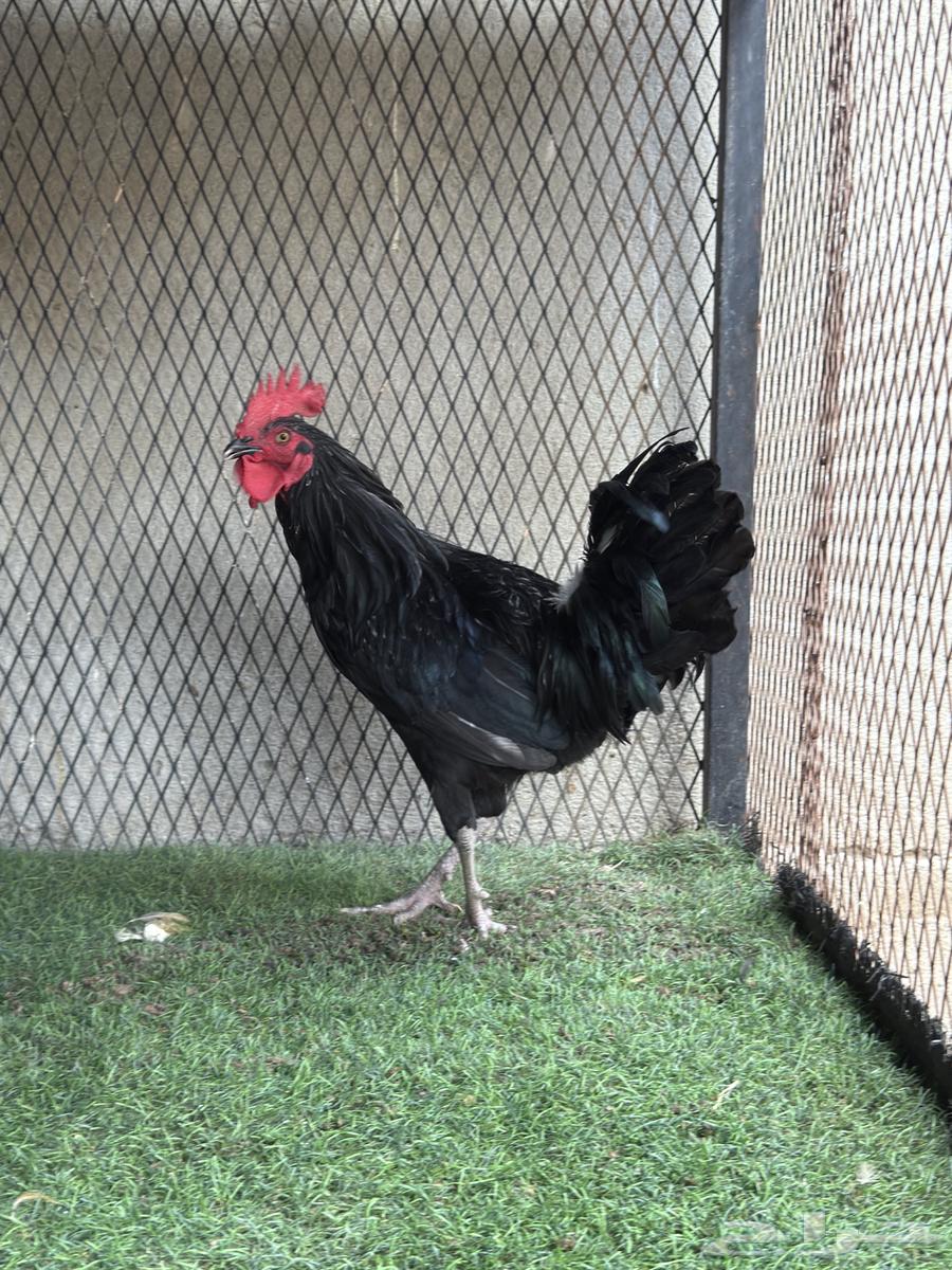 ديك تركي ( أسود ) صك64468482303745111