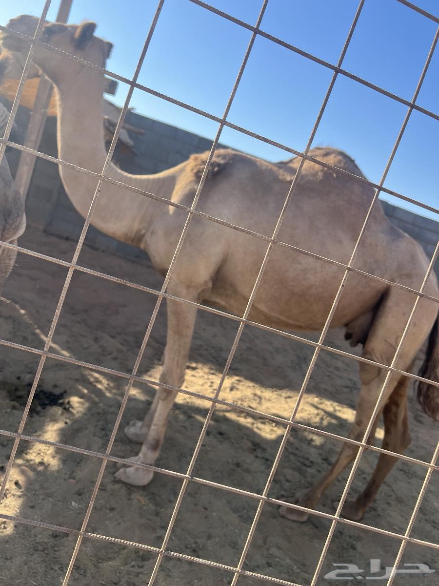 ناقه وبكره للبيع64468906714114113