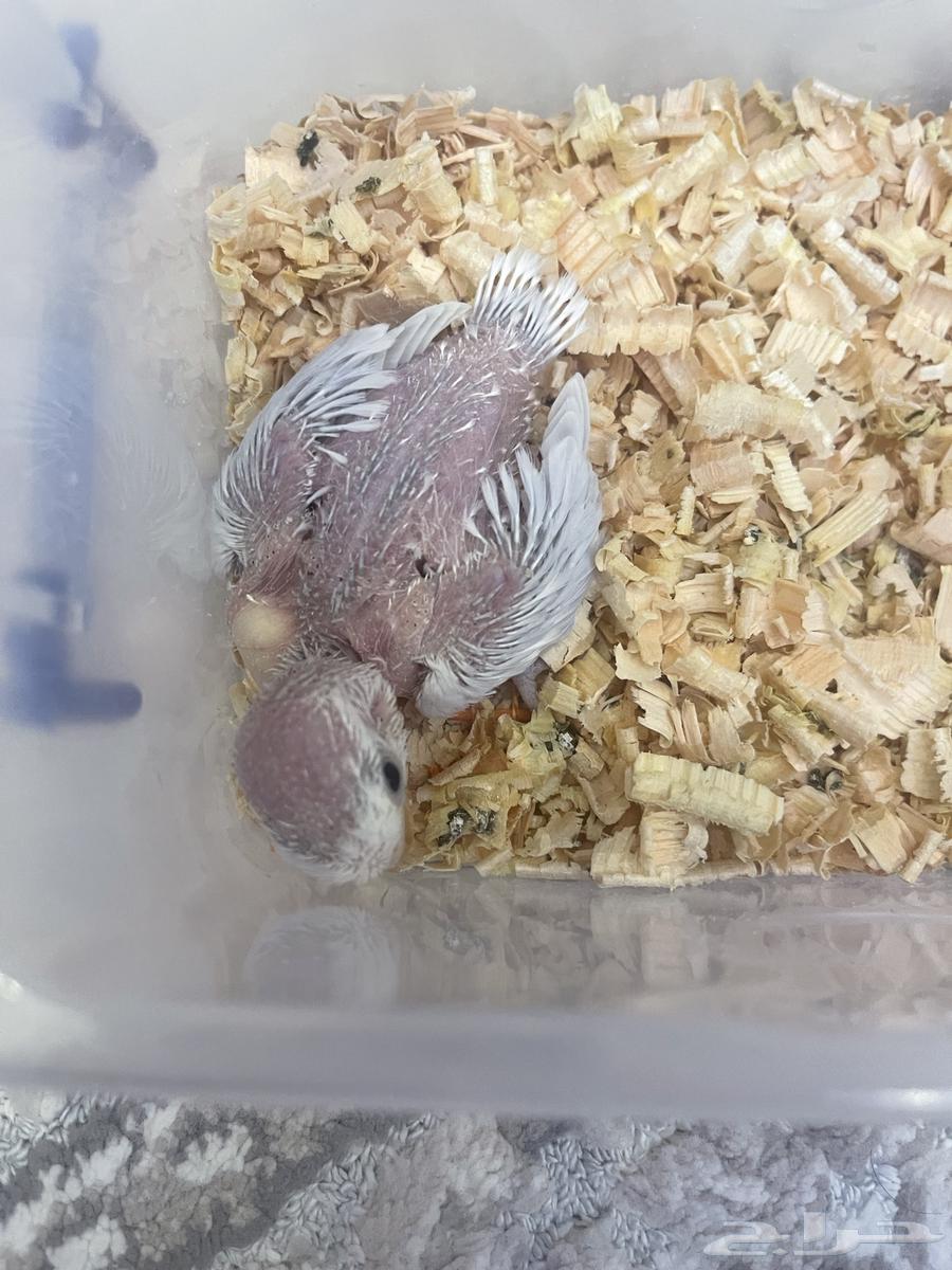 فرخ روز باليد اوبلاين ( تم البيع )64465099930627110