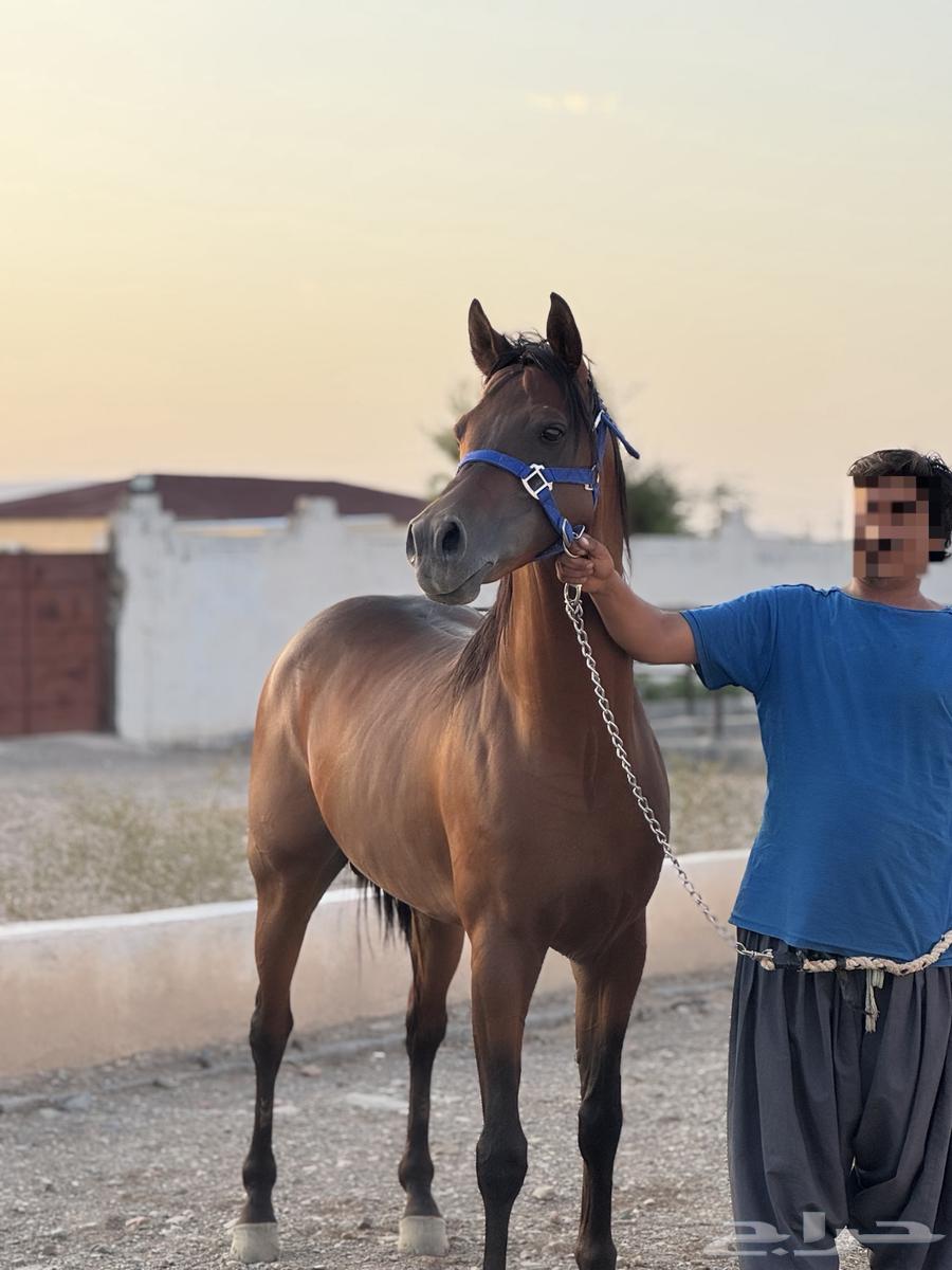 حصان واهو للبيع64470979690243110