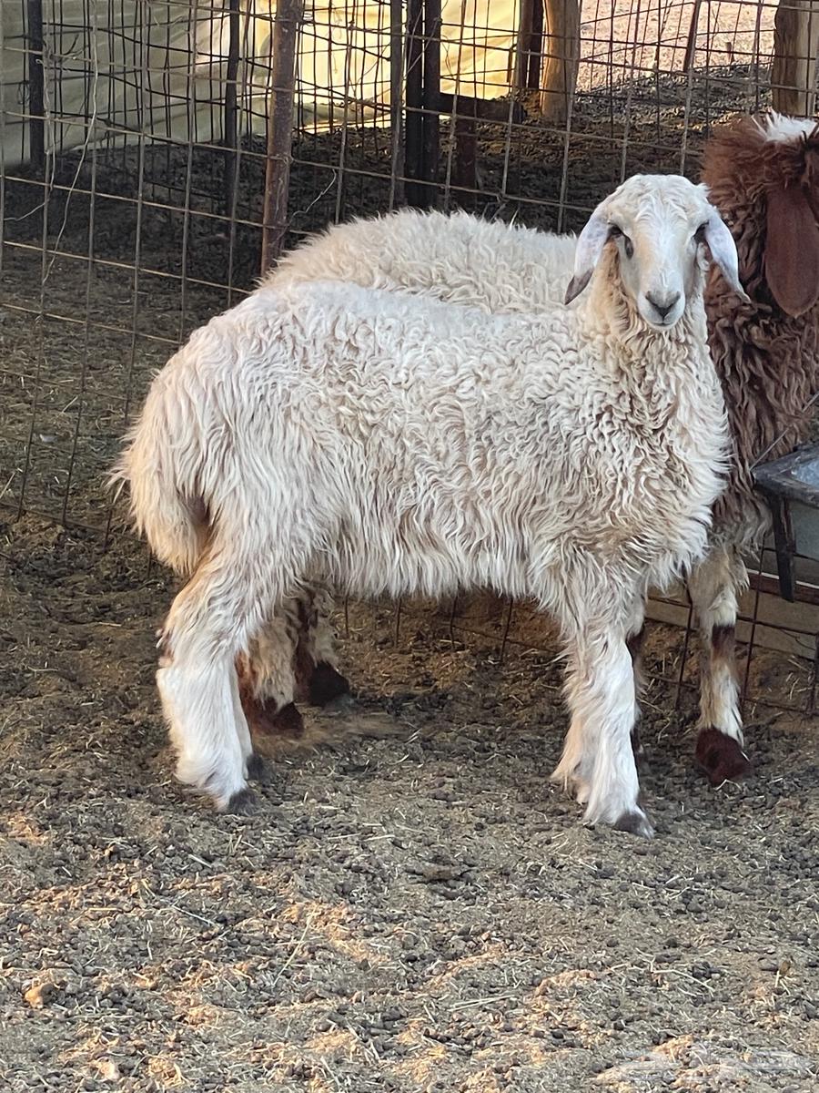 رخال نعيميه وحريه64469501693827112