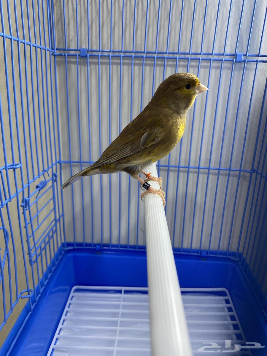 ذكر كناري براون مغرد وجاهز ( تم البيع )64469320838530110