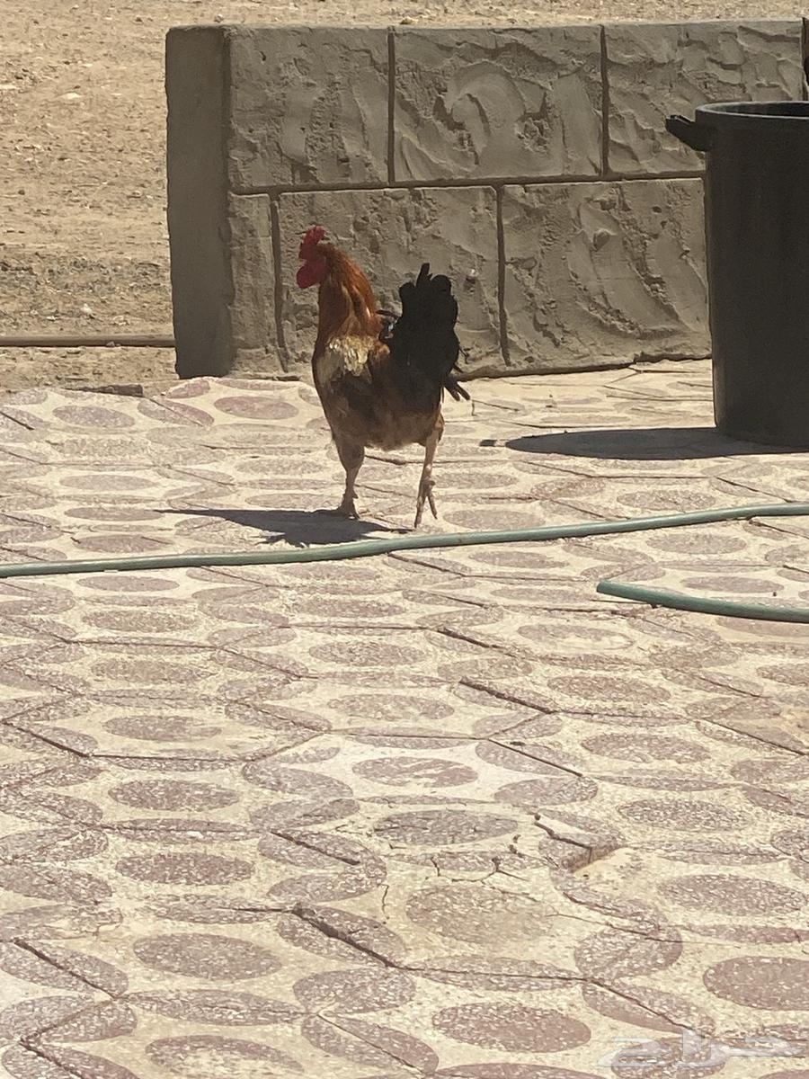 ديكين للبيع اثنين 6064468189943171112