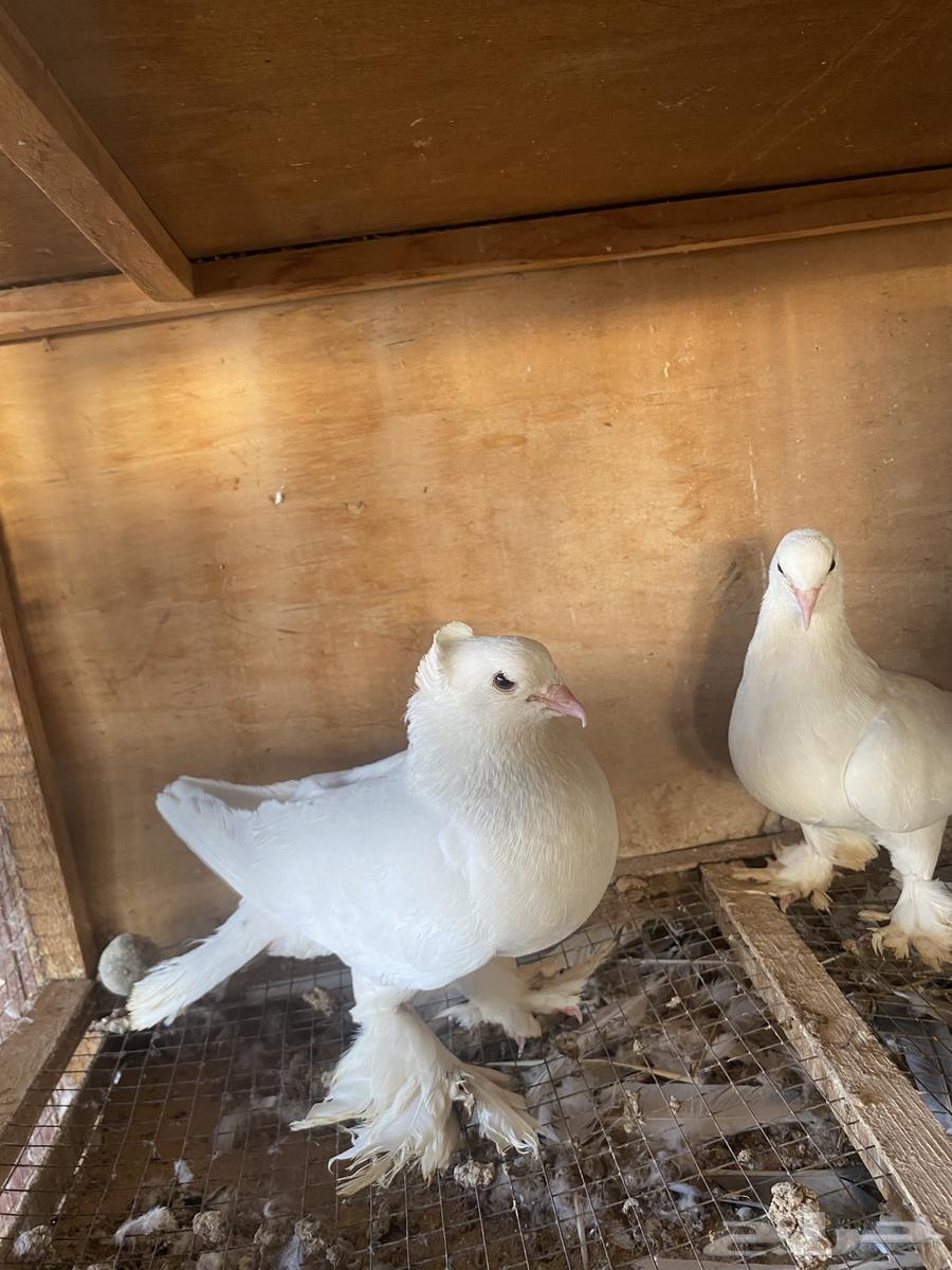 Luxurious Turkish bath, excellent health, and the husband is productive64470539159425112