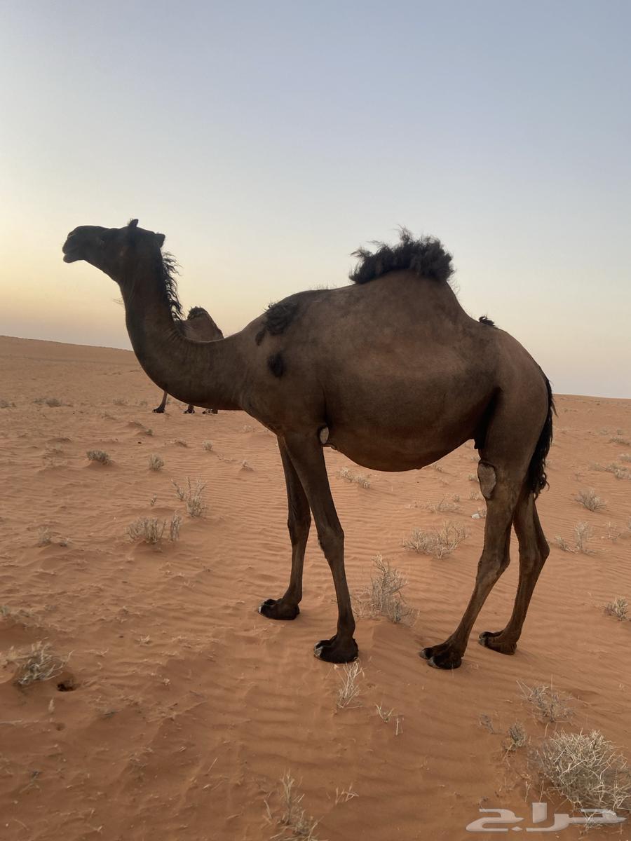 ناقه البيع ام ثاني لحقه الموقع مشذوبه64466919376130111