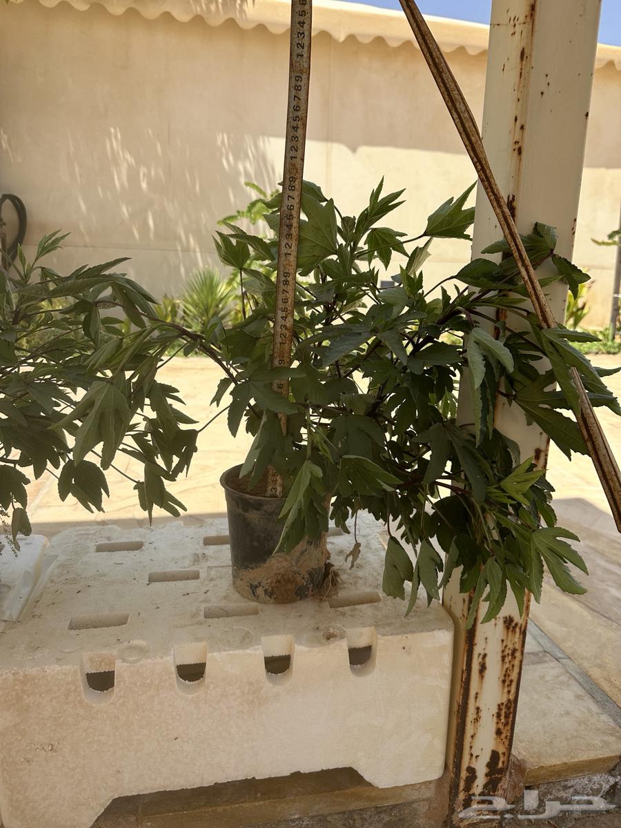 Hibiscus seedlings. (Red hibiscus) Seedling 3 riyals per seedling64466698022658111