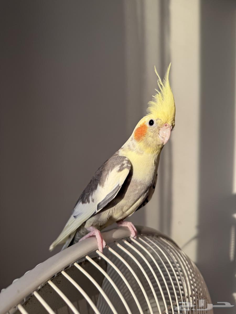 طير للبيع64468877092482113