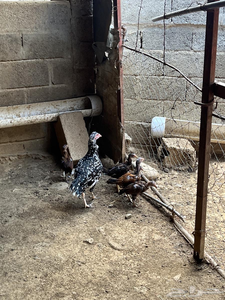 دجاج سندي بيور64468678157443110