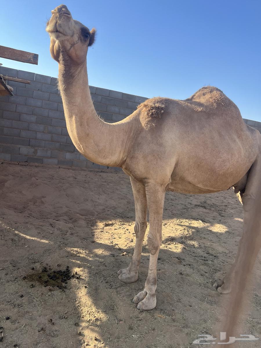 ناقه وبكره للبيع64468906714114111