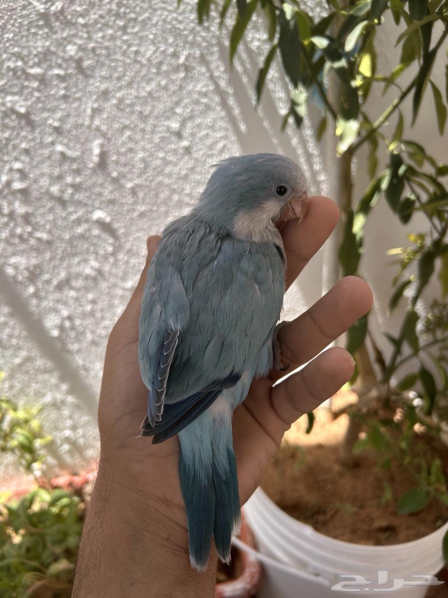 للبيع فرخ كويكير رهاب غر و بدايه هدد64468691719811114