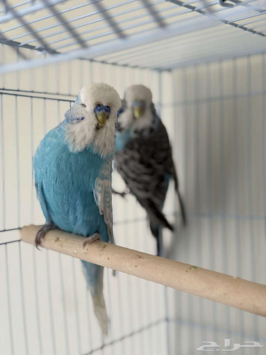 جوز بادجي انقليزي تم البيع64470525541506111