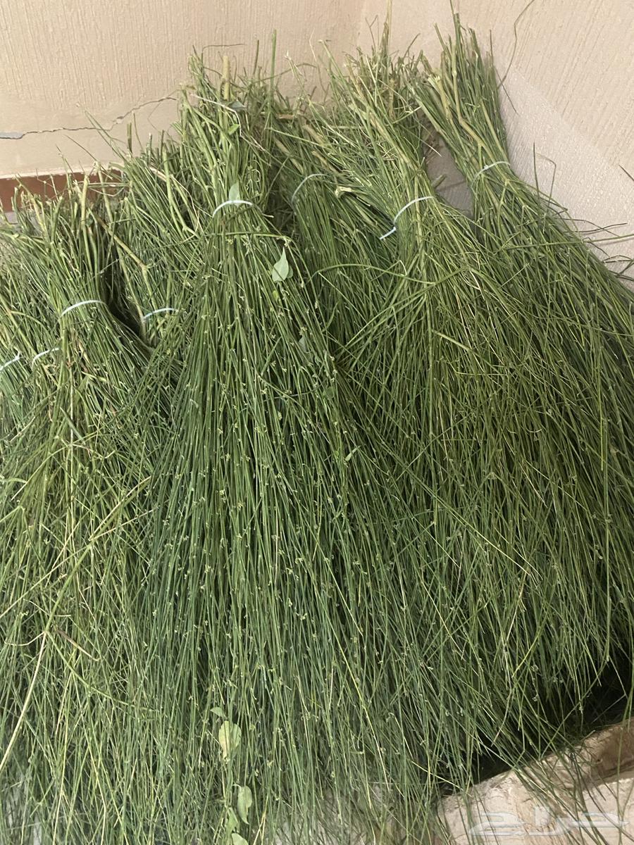 Marikh from Jizan64466249374593112