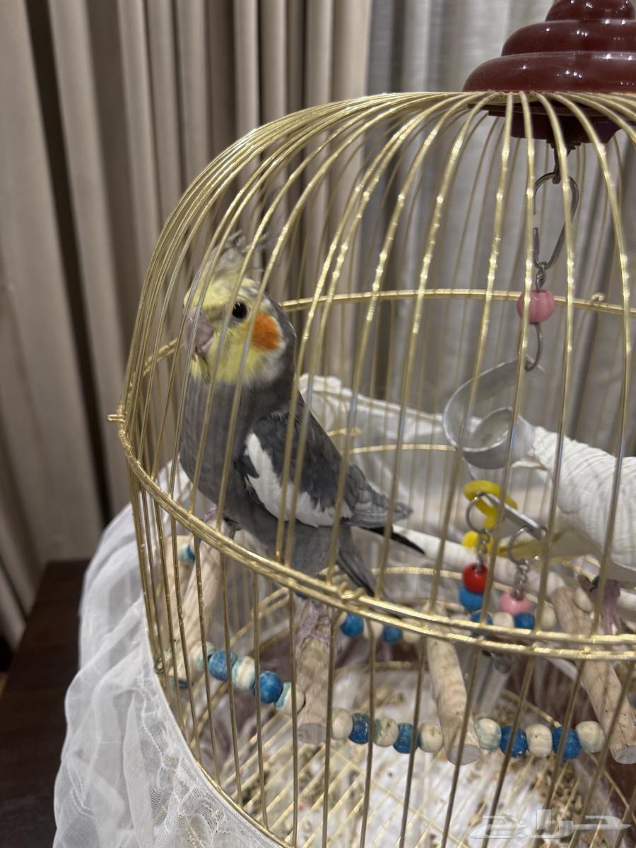 طيور كروان عدد 264466067193857113