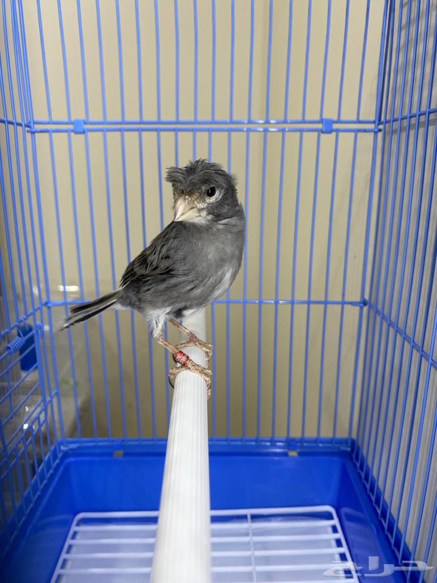 ذكر كناري سوري مغرد وجاهز ( تم البيع )64466362447107110