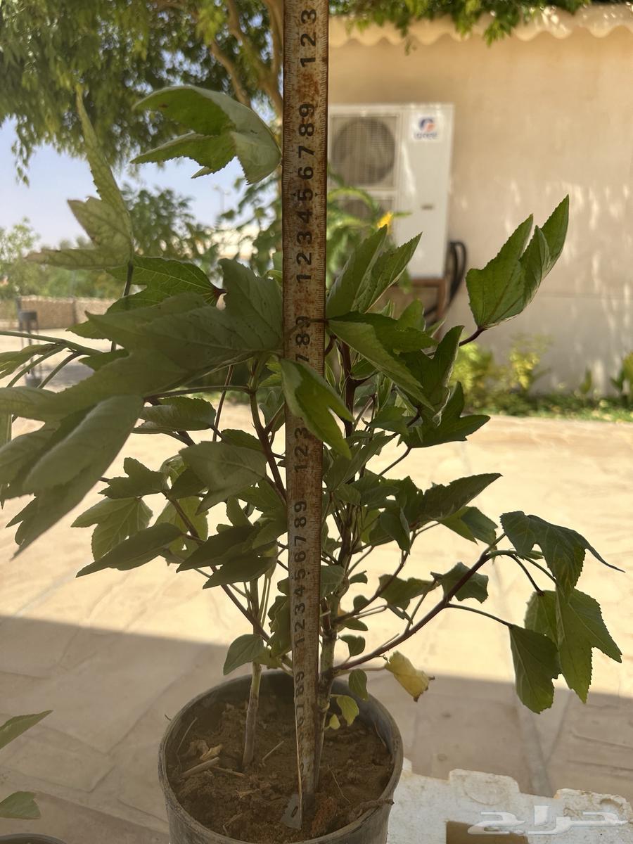 Hibiscus seedlings. (Red hibiscus) Seedling 3 riyals per seedling64466698022658112