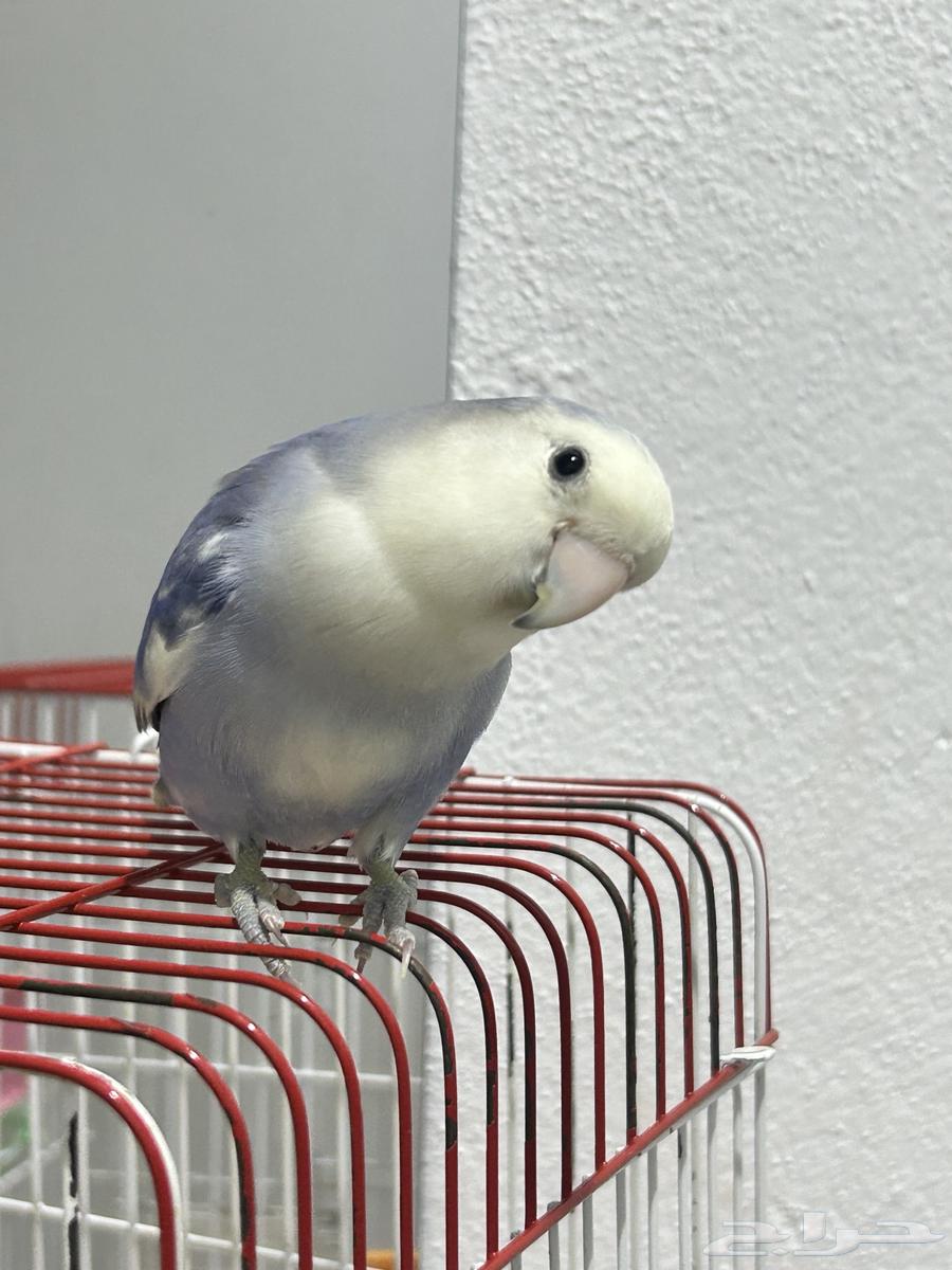 طير روز للبيع64465268629634113