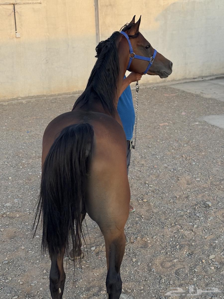 حصان واهو للبيع64470979690243112