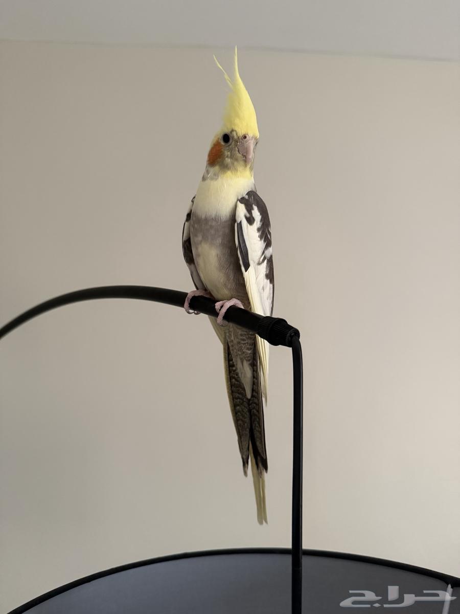 طير للبيع64468877092482112