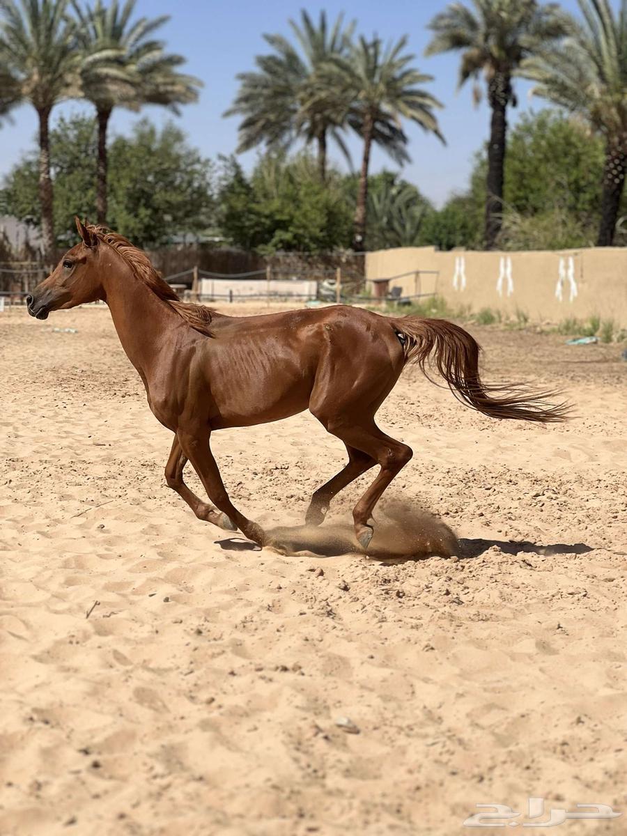 للبيع مهره شعبيه الاب واهو64464534924674114