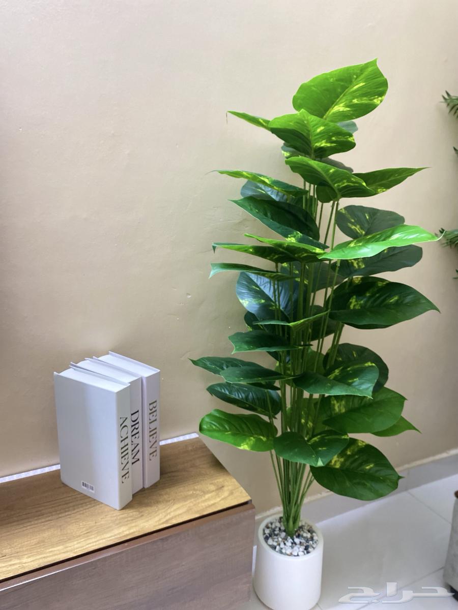 A new tree64468893189762112