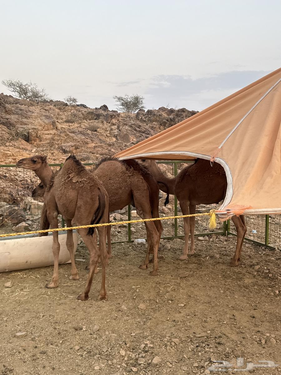 قعدان للبيع64469348734850112