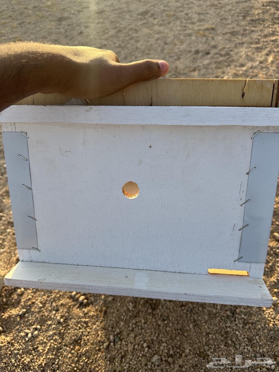 خلايا نحل افرنجي64466207428611112