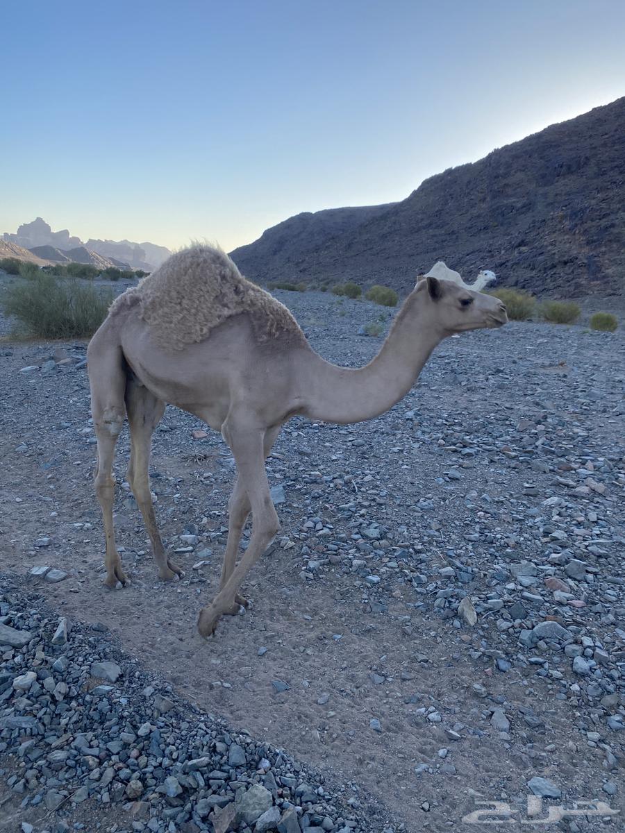 قعود للبيع حر64471198031490111