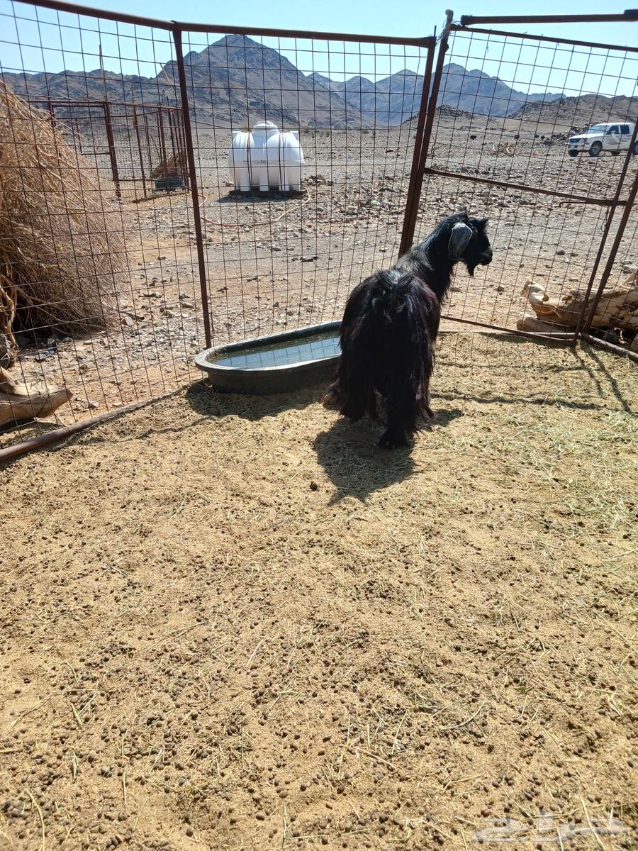 اللبيع تيس فحل64471006804353111